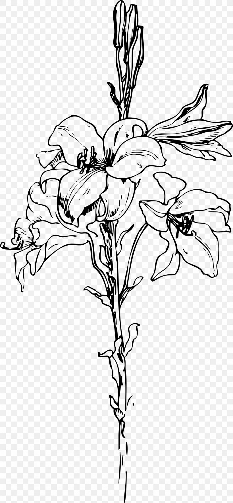 Lilium Drawing Arum-lily Clip Art, PNG, 1114x2400px, Lilium, Area, Art, Artwork, Arumlily Download Free