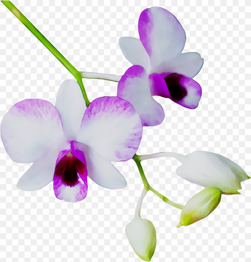 Phalaenopsis Equestris Cattleya Orchids Dendrobium Purple, PNG, 1346x1403px, Phalaenopsis Equestris, Botany, Cattleya, Cattleya Labiata, Cattleya Orchids Download Free