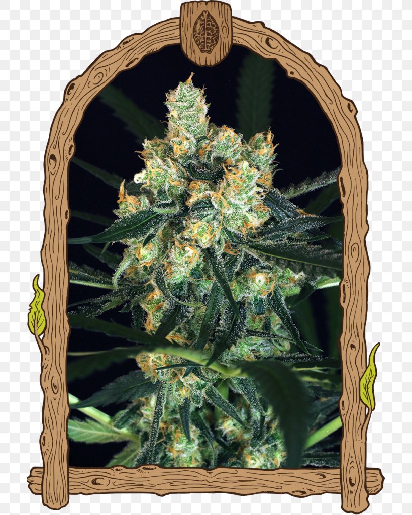 Cannabis Sativa Skunk Seed Autoflowering Cannabis, PNG, 713x1024px, Cannabis, Autoflowering Cannabis, Cannabis Sativa, Grow, Hemp Download Free