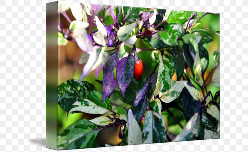 Chili Pepper Bell Pepper Leaf, PNG, 650x502px, Chili Pepper, Bell Pepper, Bell Peppers And Chili Peppers, Flora, Leaf Download Free