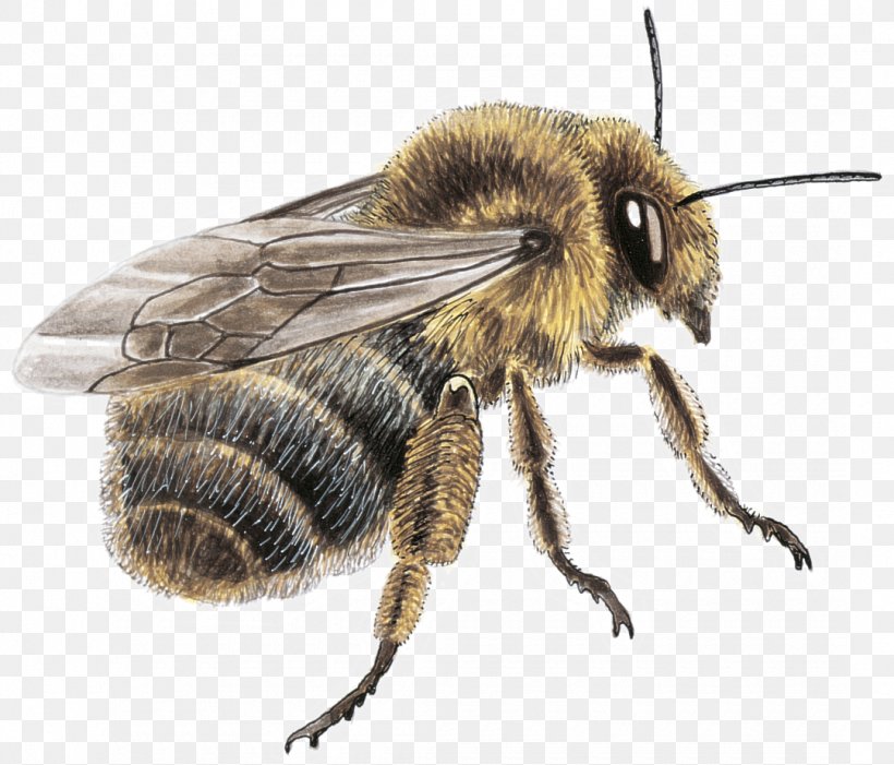 Honey Bee Fond Blanc Mason Bee Yellow Blue, PNG, 1080x924px, Honey Bee, Arthropod, Bee, Black, Blue Download Free
