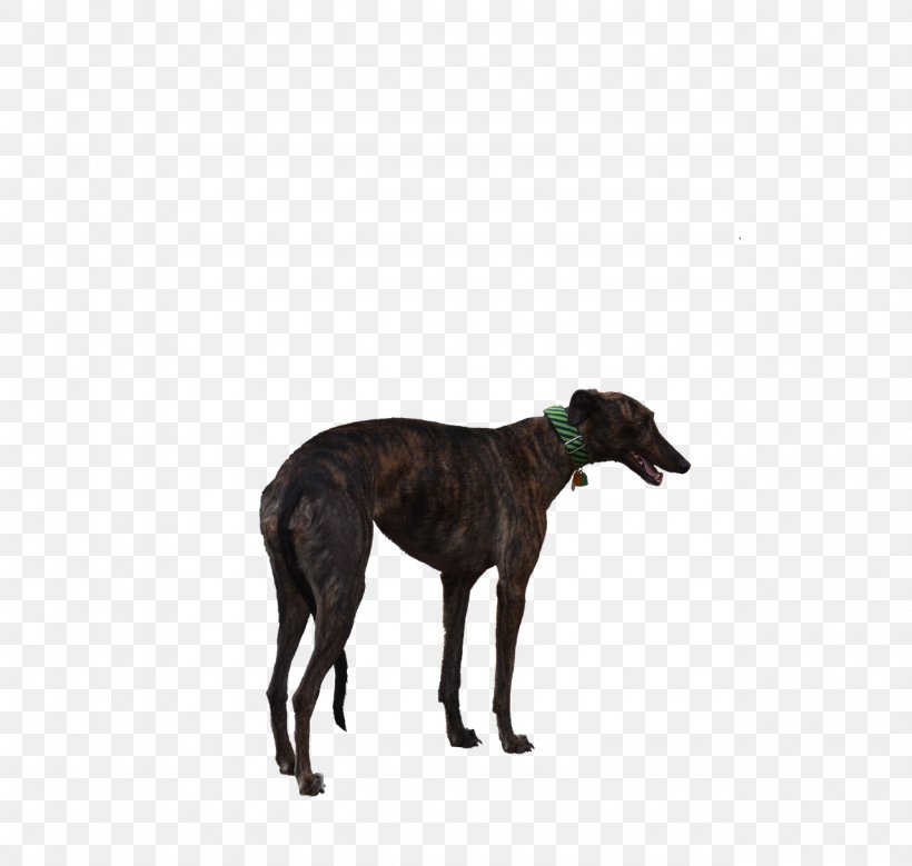 Italian Greyhound Spanish Greyhound Whippet Sloughi, PNG, 1280x1216px, Greyhound, Animal Sports, Azawakh, Breed, Carnivoran Download Free