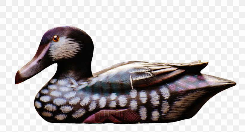 Mallard Goose Duck Water Bird, PNG, 1280x690px, Mallard, American Black Duck, Animal, Beak, Bird Download Free