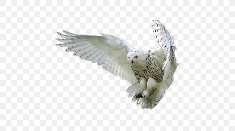 Owl Bird Clip Art, PNG, 600x458px, Owl, Animal, Beak, Bird, Bird Of Prey Download Free