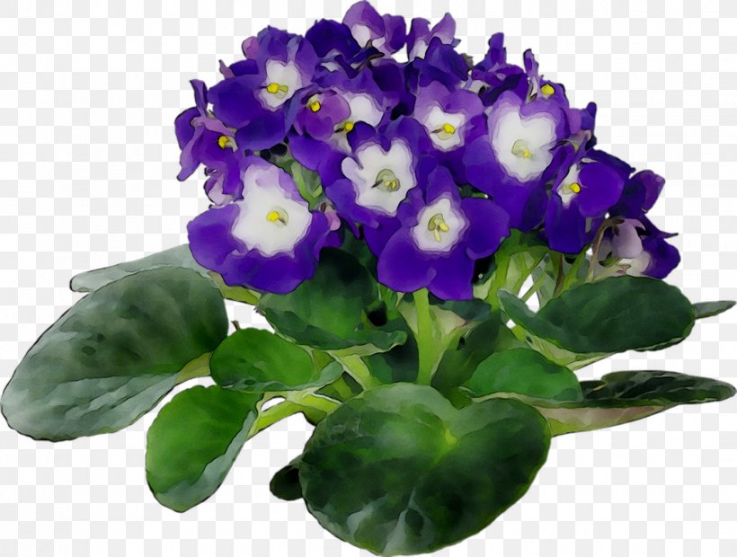 African Violets Plants Houseplant Flowerpot, PNG, 1342x1016px, Violet, African Violets, Annual Plant, Begonia, Bellflower Download Free