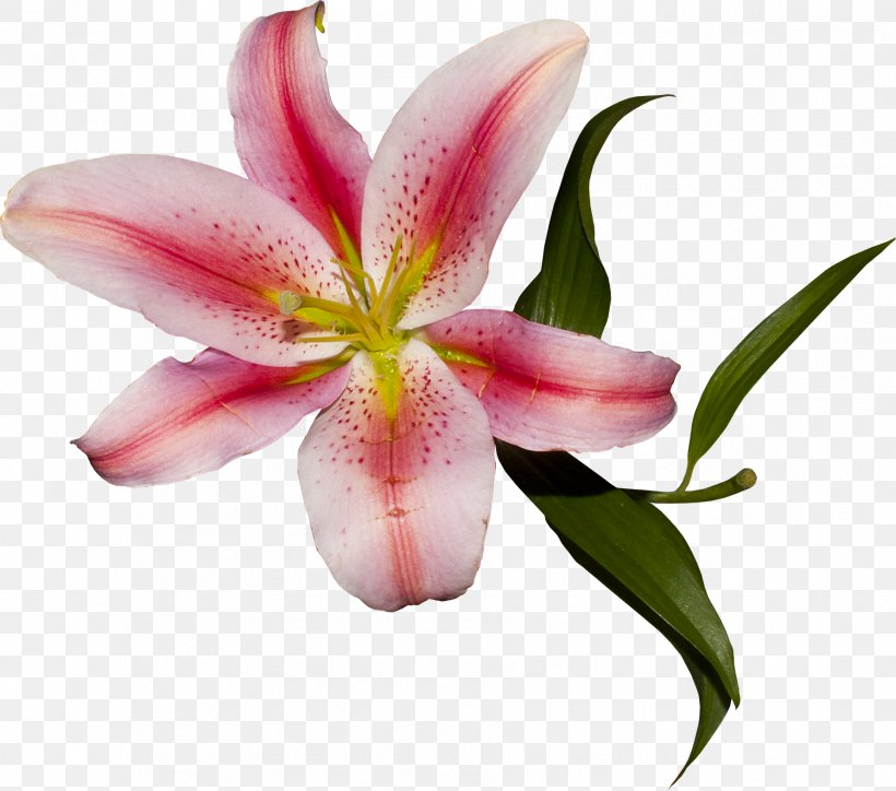 Cut Flowers Plant Liliaceae Lilium, PNG, 1781x1573px, Flower, Bud, Closeup, Cut Flowers, Family Download Free