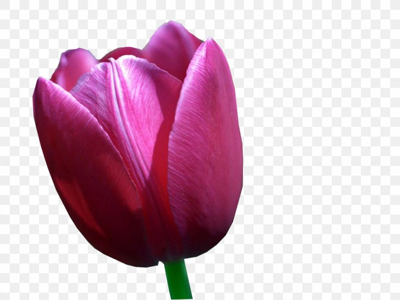 Desktop Wallpaper Ultra-high-definition Television Tulip High-definition Video, PNG, 1024x768px, 4k Resolution, Highdefinition Television, Android, Bud, Close Up Download Free