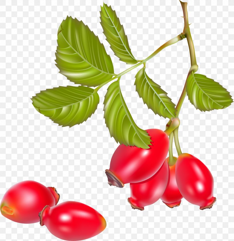 Rose Hip Tea Cherry Tomato, PNG, 1500x1549px, Rose Hip, Acerola, Acerola Family, Berry, Branch Download Free