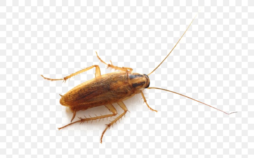 German Cockroach American Cockroach Insect Pest, PNG, 768x511px, Cockroach, American Cockroach, Antenna, Arthropod, Blattella Download Free