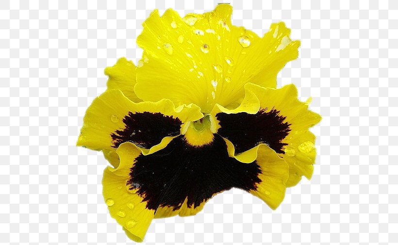 Pansy, PNG, 524x505px, Pansy, Flower, Flowering Plant, Iris, Petal Download Free