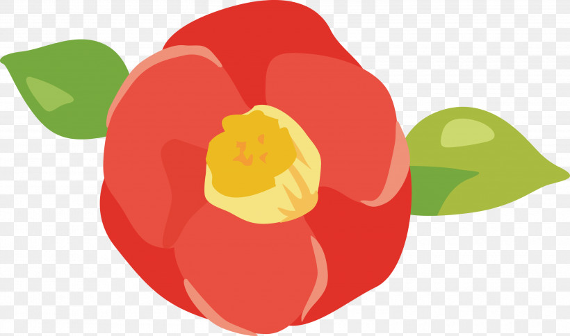 Plant Petal Flower Tulip Bell Pepper, PNG, 3000x1772px, Plant, Bell Pepper, Flower, Food, Logo Download Free