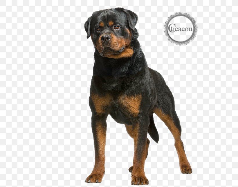 The Rottweiler Dobermann German Shepherd Dog Breed, PNG, 600x645px, Rottweiler, Beware Of The Dog, Breed, Carnivoran, Companion Dog Download Free