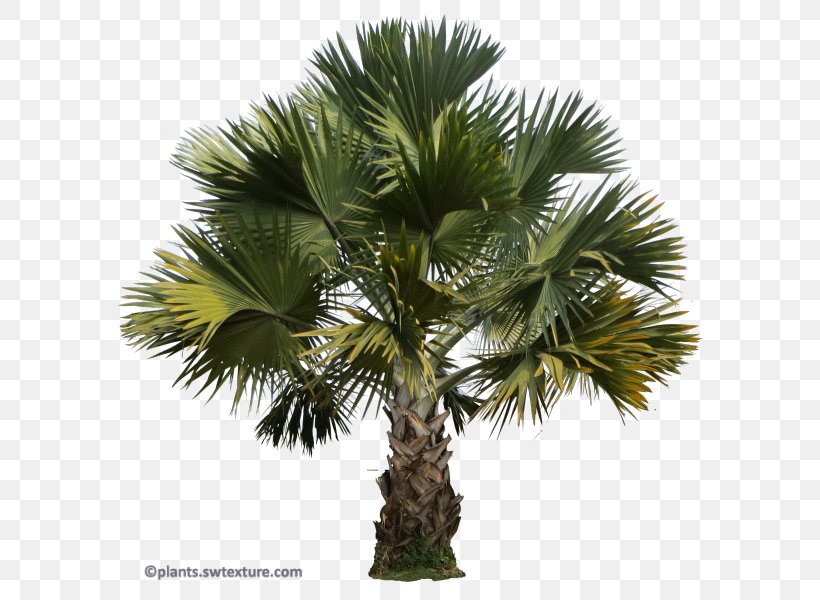 Asian Palmyra Palm Babassu Saw Palmetto Palm Trees Peach Palm, PNG, 609x600px, Asian Palmyra Palm, Areca Nut, Areca Palm, Arecales, Attalea Download Free