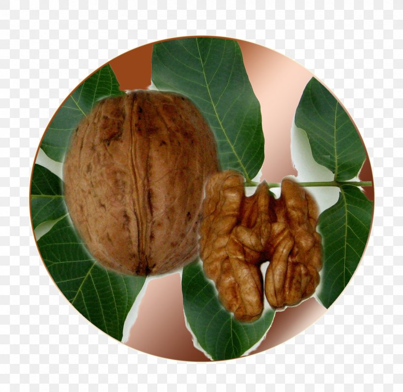 Walnut, PNG, 1777x1728px, Walnut, Food, Tree Nuts Download Free