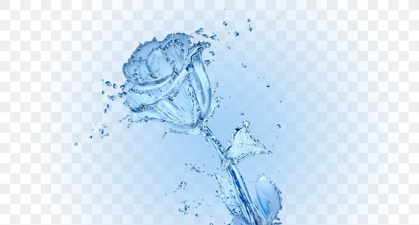 Water Conservation Rose Desktop Wallpaper, PNG, 769x441px, Water, Bank, Blue Rose, Energy Conservation, Garden Roses Download Free