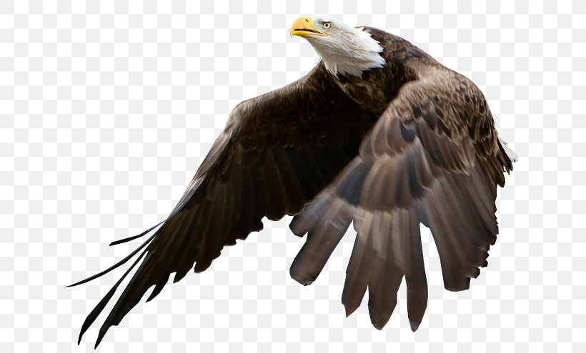 Bald Eagle Bird, PNG, 654x495px, Bald Eagle, Accipitriformes, Beak, Bird, Bird Of Prey Download Free