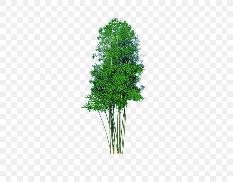 Bamboo Bambusa Multiplex U2018Fernleafu2019, PNG, 685x640px, Bamboo, Bamboe, Bambusa, Bambusa Multiplex, Flowerpot Download Free