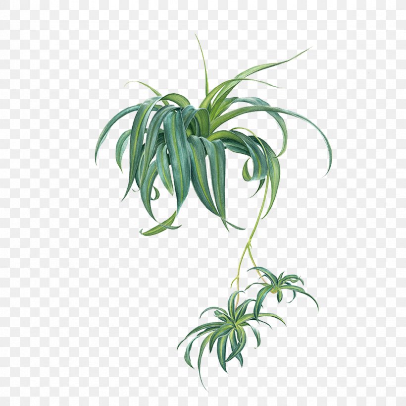 Chlorophytum Comosum Icon, PNG, 2362x2362px, Chlorophytum Comosum, Chlorophytum, Computer Graphics, Flora, Flower Download Free