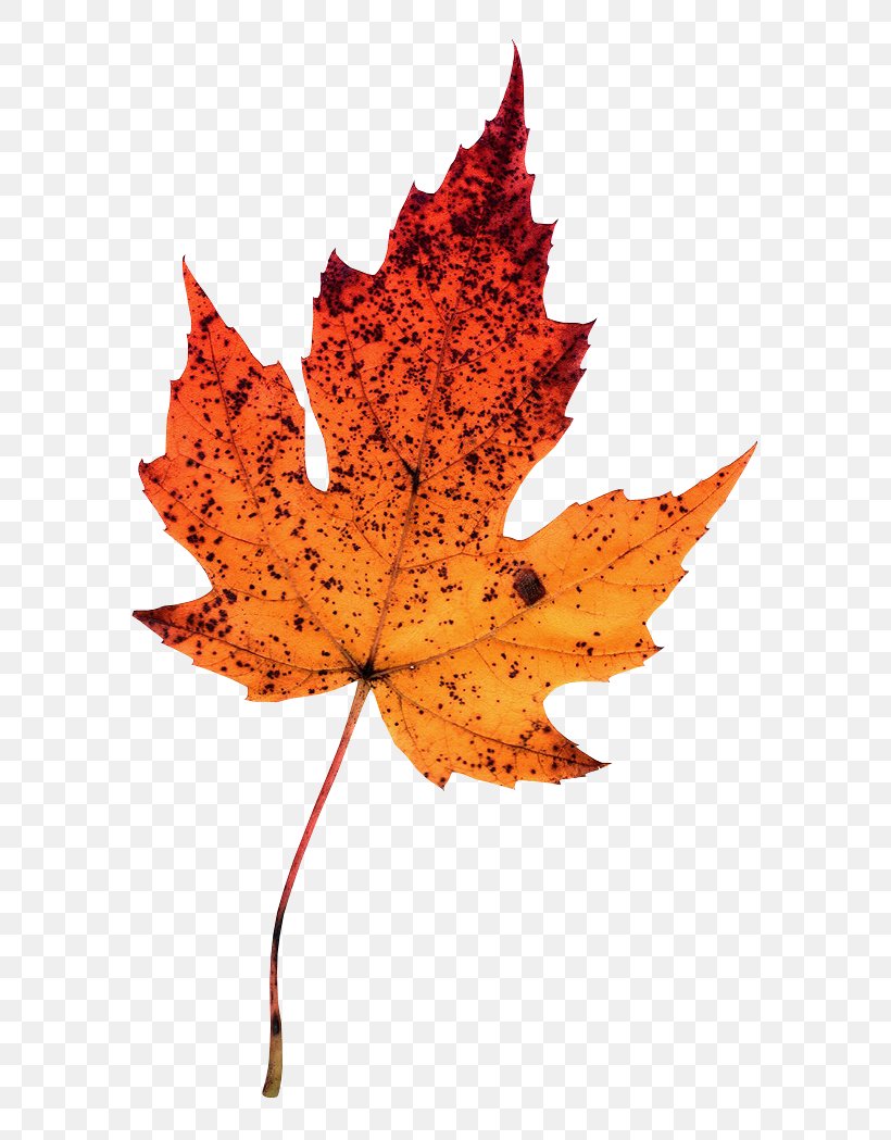 Maple Leaf Photography Autumn Leaves Clip Art, PNG, 650x1049px, Maple Leaf, Autumn, Autumn Leaves, Digital Image, Digital Photography Download Free