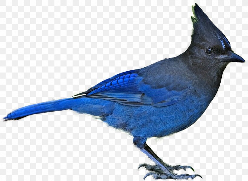 Bird Blue Jay Steller's Jay Clip Art, PNG, 1143x836px, Bird, Beak, Blue Jay, Bluebird, Cardinal Download Free