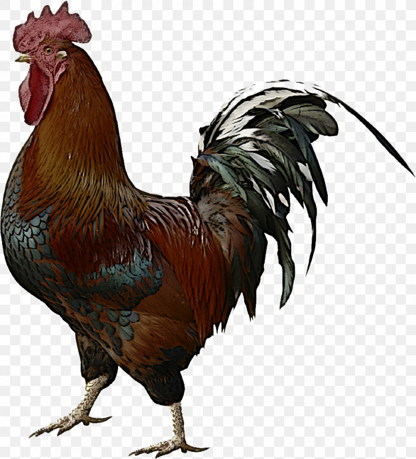Chicken Bird Rooster Comb Fowl, PNG, 990x1092px, Chicken, Beak, Bird, Comb, Fowl Download Free