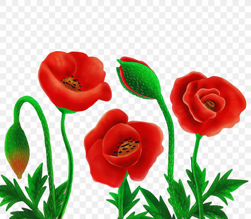 Garden Roses, PNG, 1646x1440px, Flower, Artificial Flower, Common Poppy, Cut Flowers, Floral Design Download Free