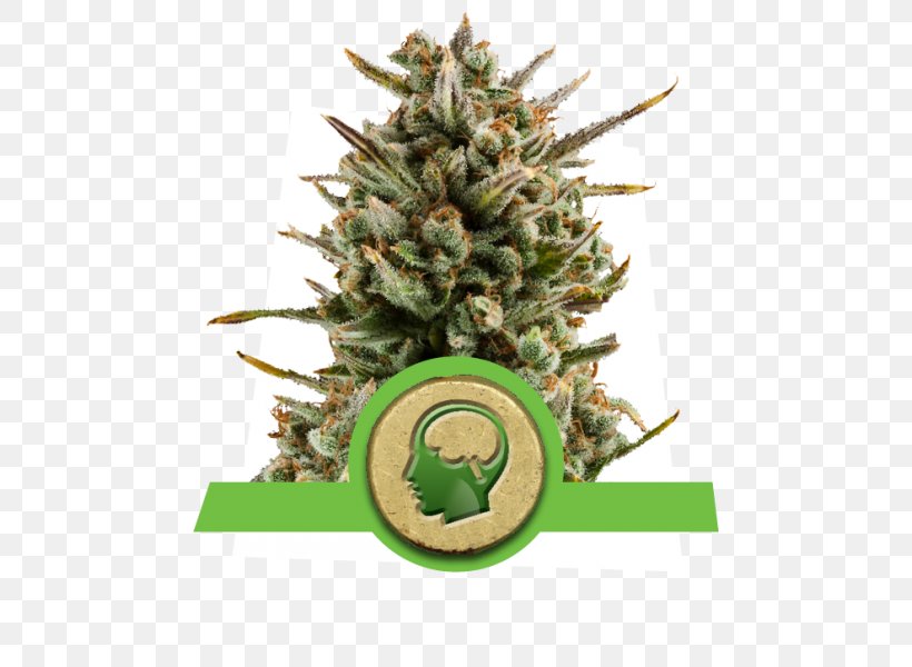Haze Autoflowering Cannabis Cannabis Sativa Seed Marijuana, PNG, 600x600px, Haze, Autoflowering Cannabis, Breed, Cannabis, Cannabis Ruderalis Download Free