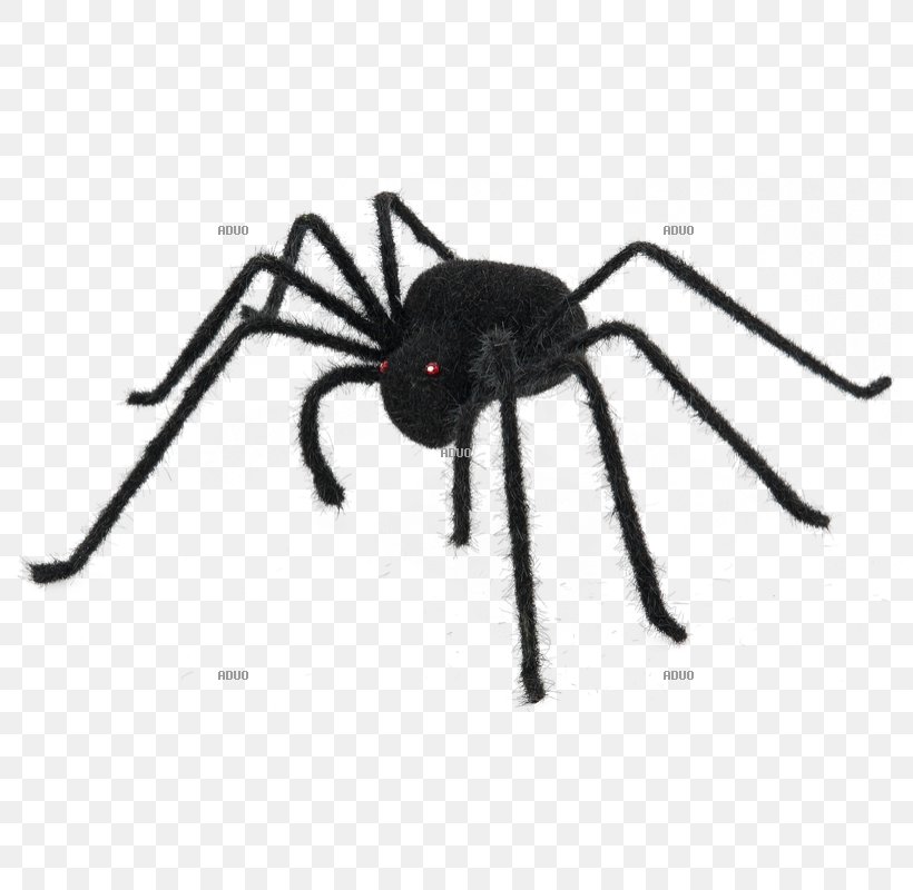Spider Web Color Halloween Black, PNG, 800x800px, Spider, Animal, Arachnid, Arthropod, Black Download Free
