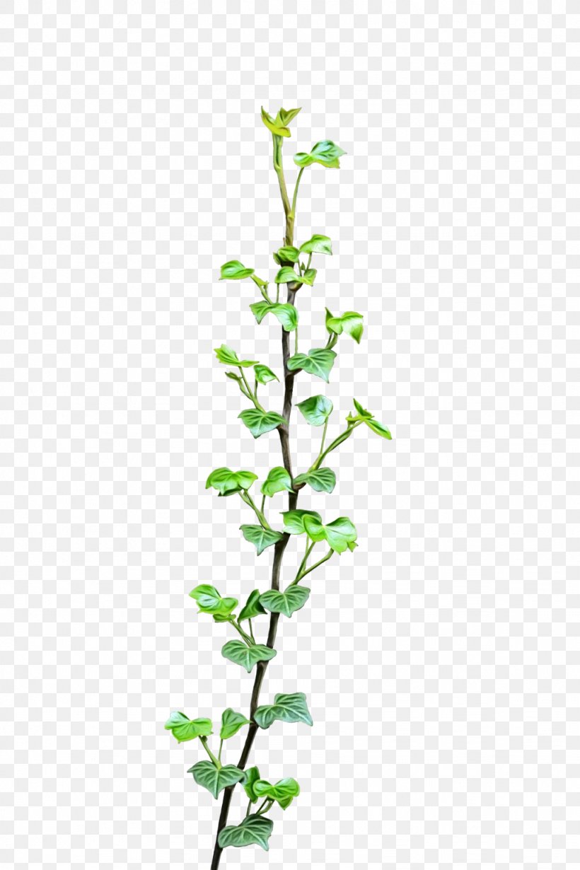 Vine Clip Art Virginia Creeper Liana Leaf, PNG, 1024x1536px, Vine, Common Ivy, Figwort, Flower, Flowering Plant Download Free