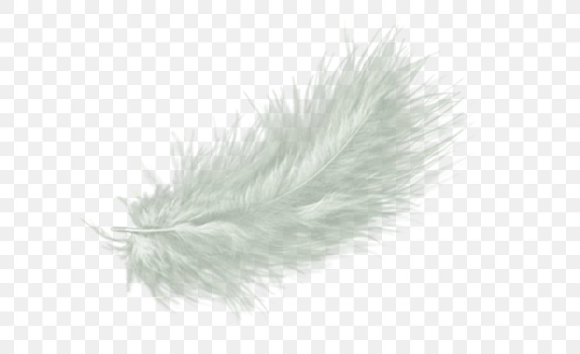 White Feather Drawing Clip Art, PNG, 600x500px, Feather, Color, Drawing, Fur, Grass Download Free