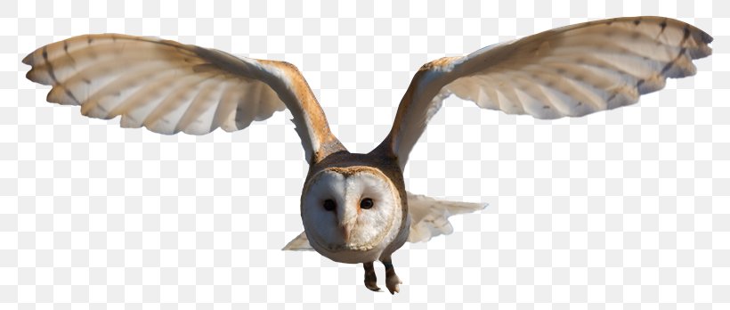 Bird Great Horned Owl Barn Owl Clip Art, PNG, 800x348px, Bird, Animal Figure, Barn Owl, Beak, Bird Of Prey Download Free