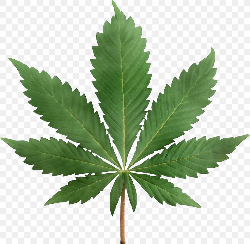Cannabis Leaf Background, PNG, 1946x1898px, Watercolor, Cannabis, Cannabis In Papua New Guinea, Cannabis Ruderalis, Cannabis Sativa Download Free