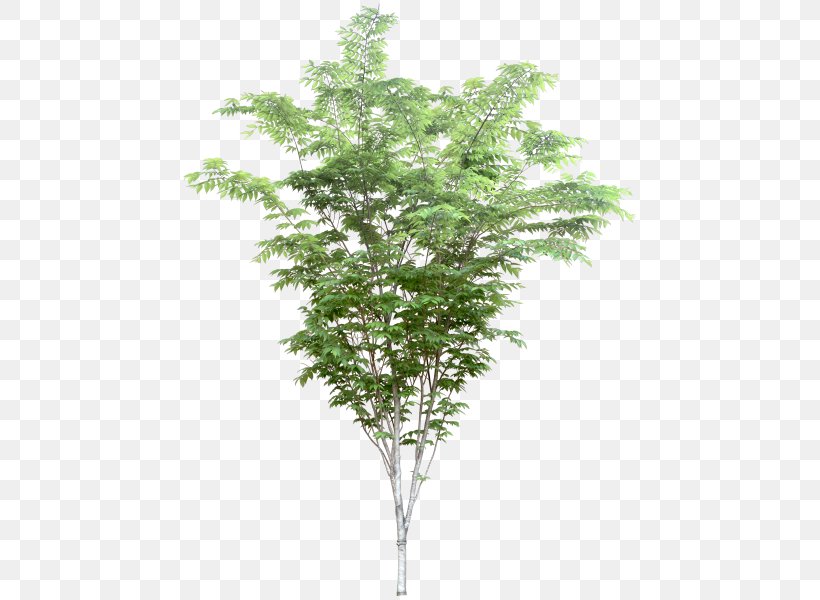 .dwg Twig Tree Architect Evergreen, PNG, 460x600px, Dwg, Architect, Architecture, Birch, Branch Download Free