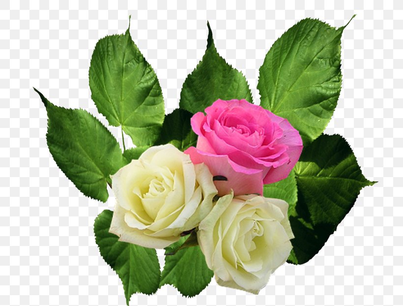 Garden Roses Cabbage Rose Floral Design Cut Flowers, PNG, 800x622px, Garden Roses, Artificial Flower, Cabbage Rose, Cut Flowers, Floral Design Download Free