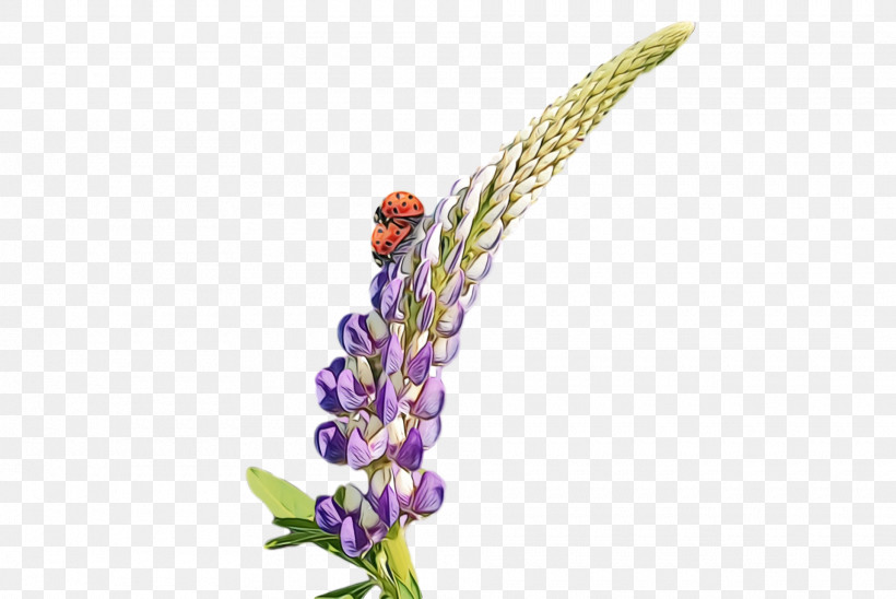 Lavender, PNG, 1920x1284px, Spring Flower, Broomrape, Flower, Flowers, French Lavender Download Free