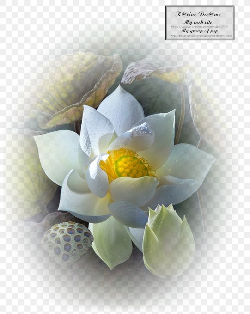 Petal Sacred Lotus Trefoil Flower Water Lily, PNG, 800x1028px, Petal, Aquatic Plants, Blossom, Flower, Flowering Plant Download Free