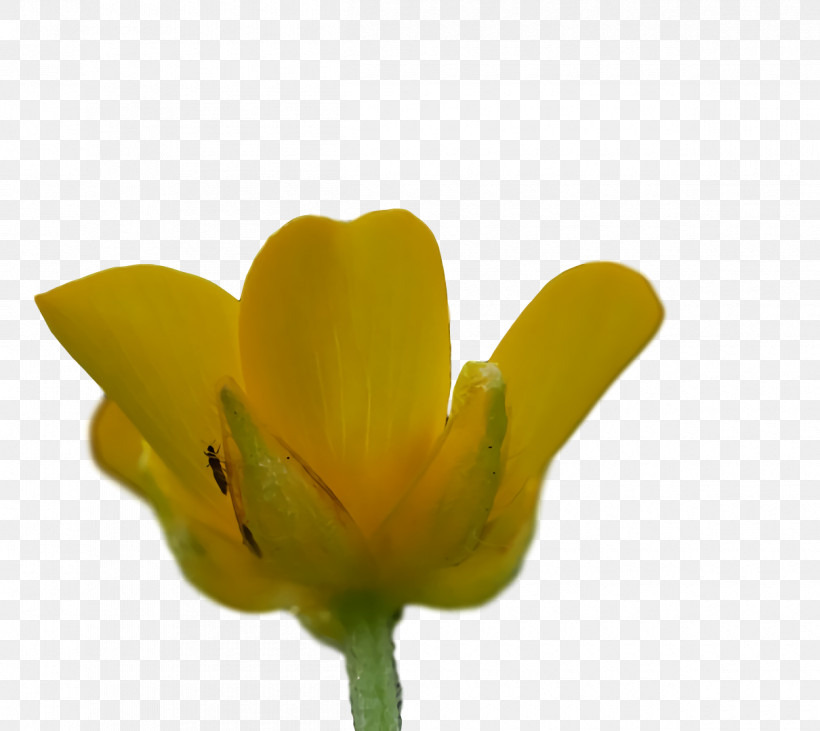 Plant Stem Petal Bud Yellow Flower, PNG, 1210x1080px, Plant Stem, Biology, Bud, Flower, Petal Download Free