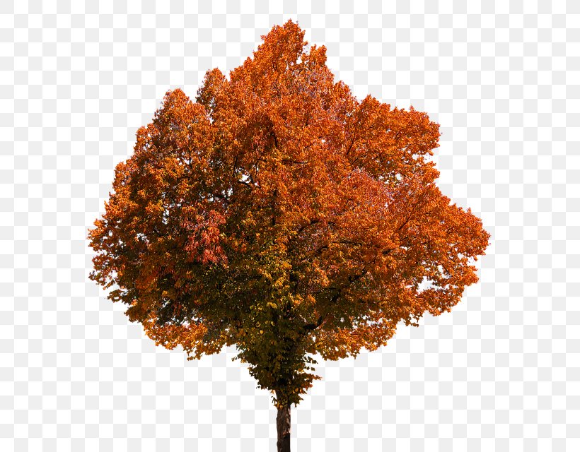 Autumn Leaf Color Clip Art Tree, PNG, 639x640px, Autumn Leaf Color, Autumn, Branch, Deciduous, Image File Formats Download Free