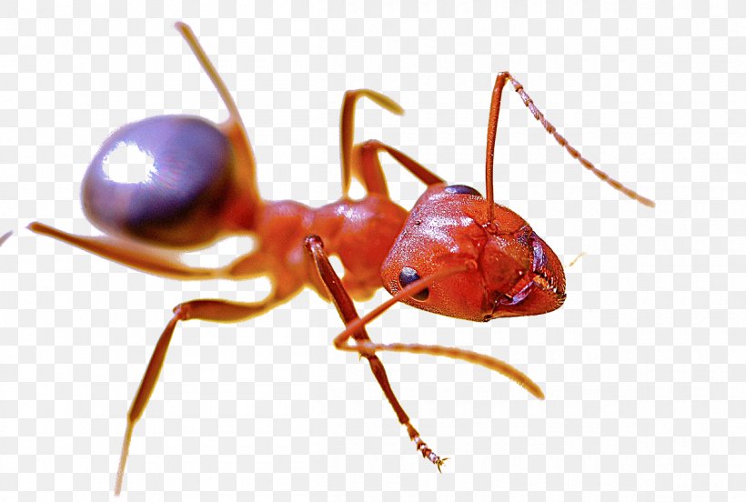 Red Imported Fire Ant Pest Control Red Harvester Ant Insect, PNG, 1200x809px, Ant, Argentine Ant, Arthropod, Fire Ant, Greenhead Ant Download Free