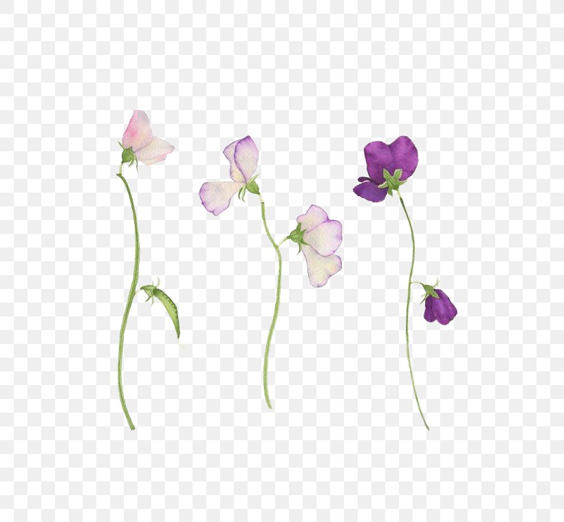 Premium Vector  Sweet peas flower and leaf hand drawn botanical  illustration with line art