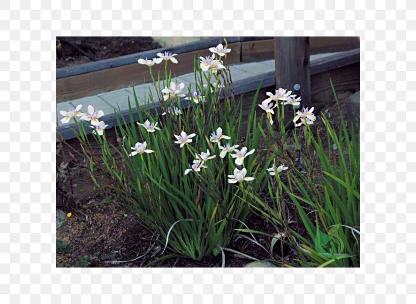 Dietes Iridioides Dietes Bicolor Fortnight Lily Plant Irises, PNG, 600x600px, Dietes Bicolor, Dietes, Flower, Flowering Plant, Garden Download Free