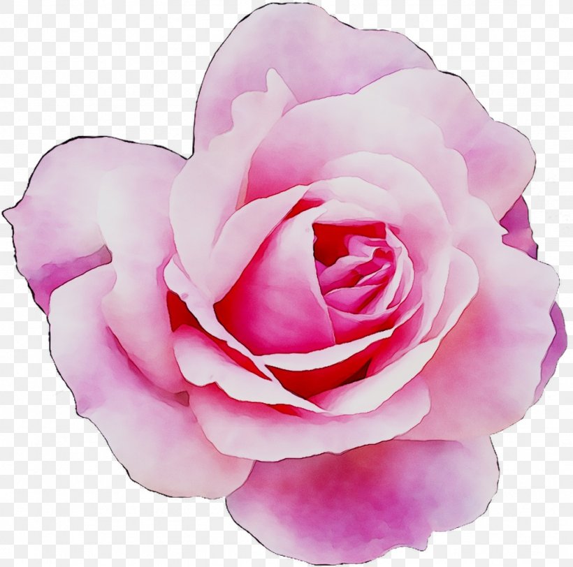 Garden Roses Cabbage Rose Floribunda PeekYou, PNG, 1026x1016px, Garden Roses, Artificial Flower, Cabbage Rose, Camellia, China Rose Download Free