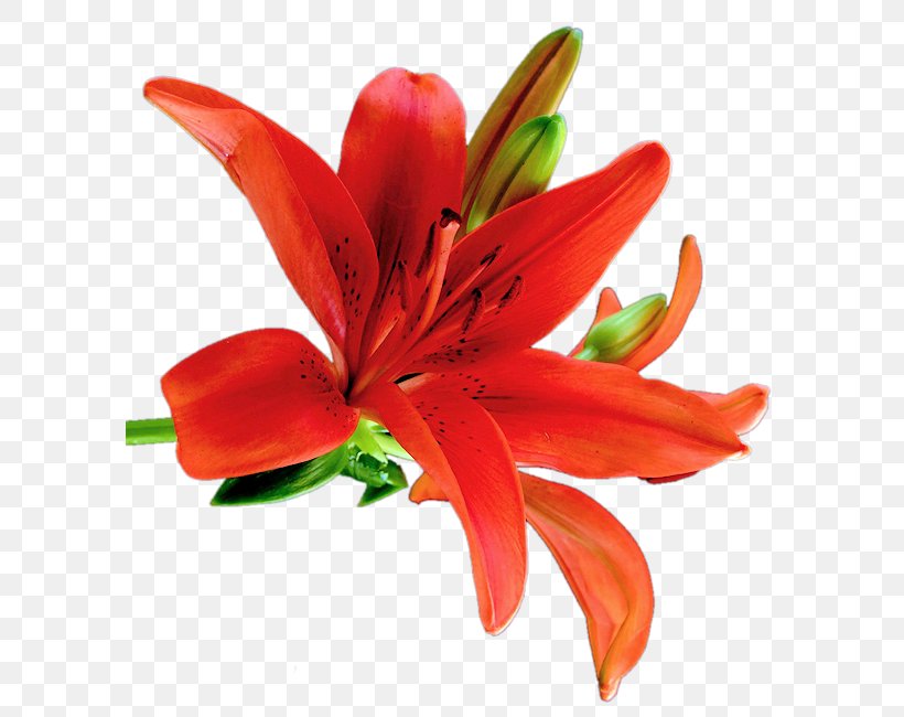 Orange Lily Cut Flowers Clip Art, PNG, 592x650px, Orange Lily, Cut Flowers, Daylily, Digital Image, Flower Download Free
