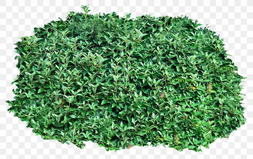 Shrub Clip Art, PNG, 1024x643px, Shrub, Grass, Groundcover, Herb, Image File Formats Download Free