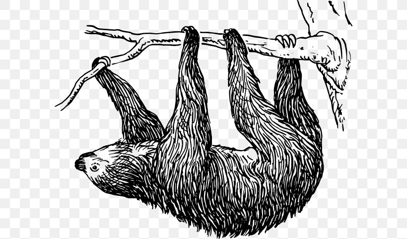 Sloth Sid Drawing Clip Art, PNG, 600x482px, Sloth, Beak, Bird, Black And White, Drawing Download Free