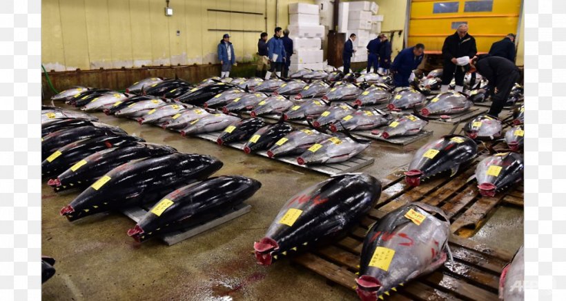 Tsukiji Fish Market 丰洲市场 Marketplace, PNG, 991x529px, Tsukiji Fish Market, Atlantic Bluefin Tuna, Fish, Fish Market, Koto Download Free