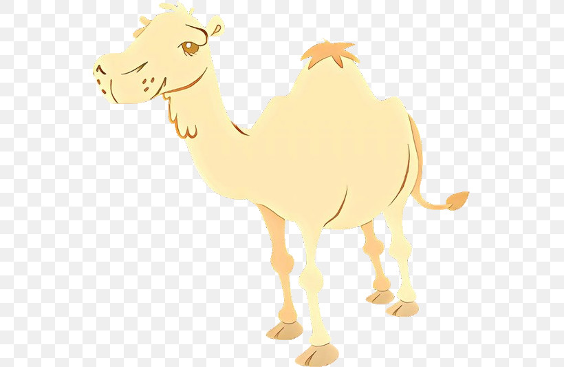 Camel Camelid Arabian Camel Cartoon Livestock, PNG, 549x533px, Camel, Arabian Camel, Bactrian Camel, Camelid, Cartoon Download Free