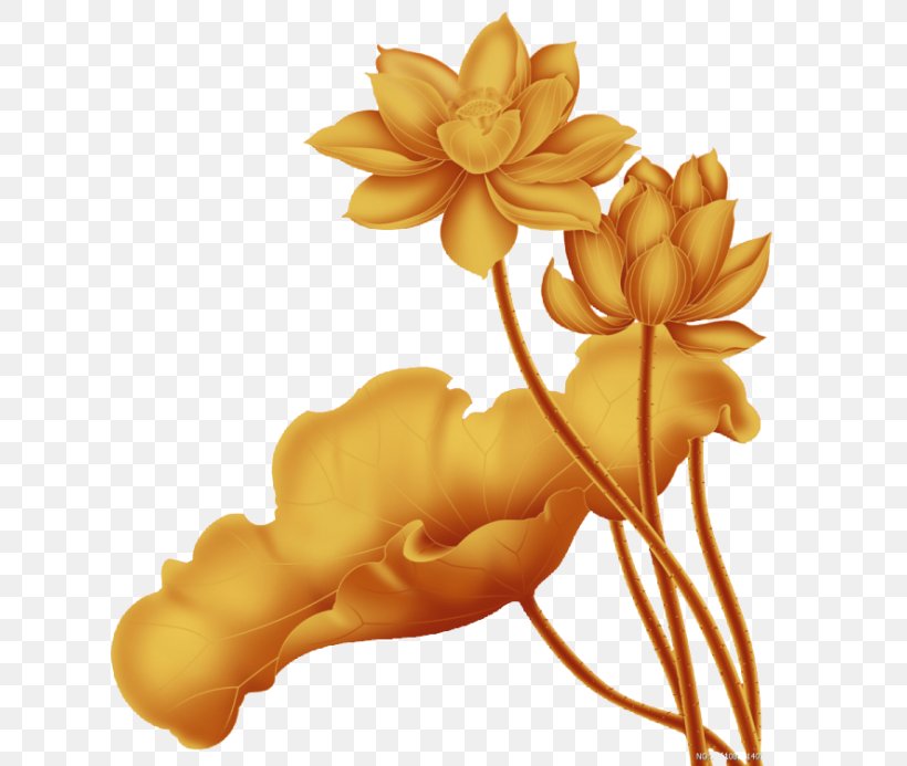 China Nelumbo Nucifera Gold, PNG, 640x693px, China, Commodity, Designer, Flower, Flowering Plant Download Free