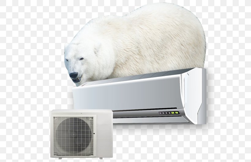 Polar Bear Snout, PNG, 588x528px, Polar Bear, Bear, Carnivoran, Snout Download Free
