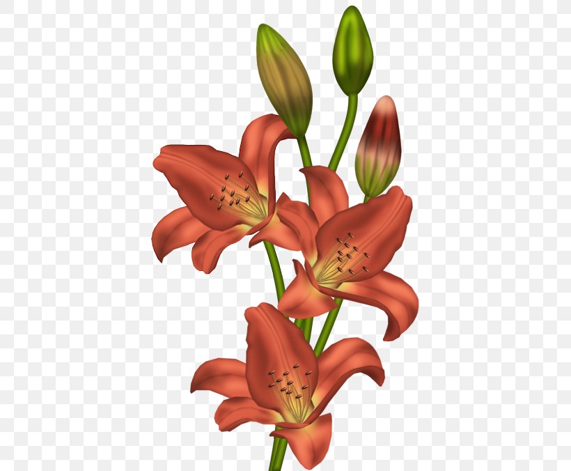 Tiger Lily Flower Orange Lily Clip Art, PNG, 386x676px, Tiger Lily, Color, Cut Flowers, Daylily, Flora Download Free
